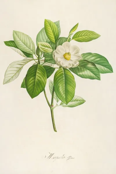 Description Des Plantes Rares Cultivees A Malmaison Et A Navarre Pl 42