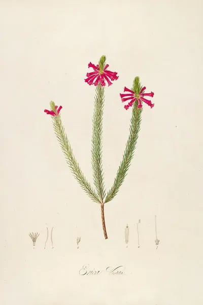 Description Des Plantes Rares Cultivees A Malmaison Et A Navarre Pl 43