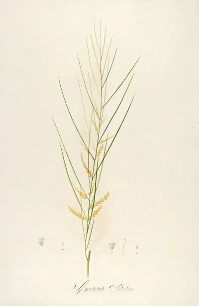 Description Des Plantes Rares Cultivees A Malmaison Et A Navarre Pl 45