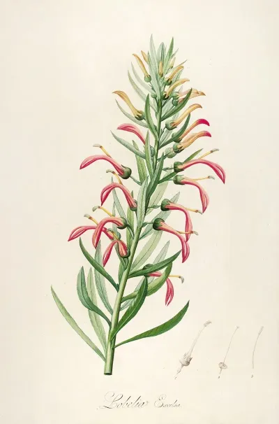 Description Des Plantes Rares Cultivees A Malmaison Et A Navarre Pl 46