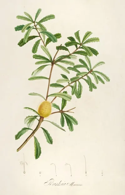 Description Des Plantes Rares Cultivees A Malmaison Et A Navarre Pl 48