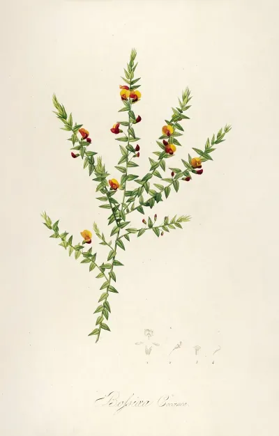 Description Des Plantes Rares Cultivees A Malmaison Et A Navarre Pl 52