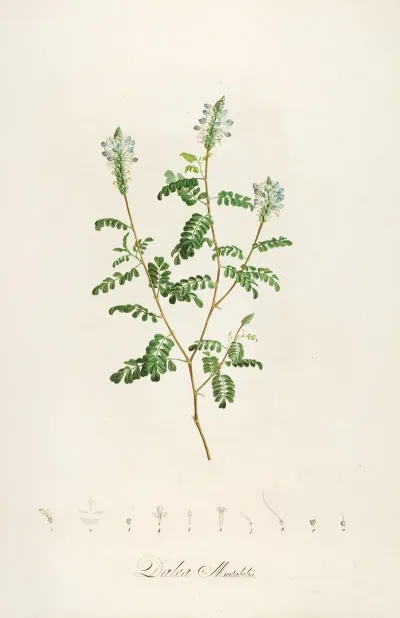Description Des Plantes Rares Cultivees A Malmaison Et A Navarre Pl 57