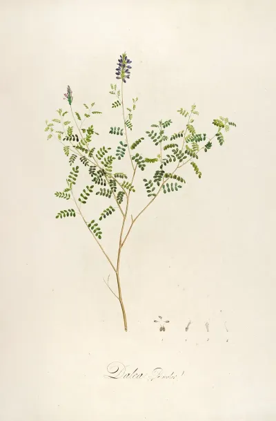 Description Des Plantes Rares Cultivees A Malmaison Et A Navarre Pl 58