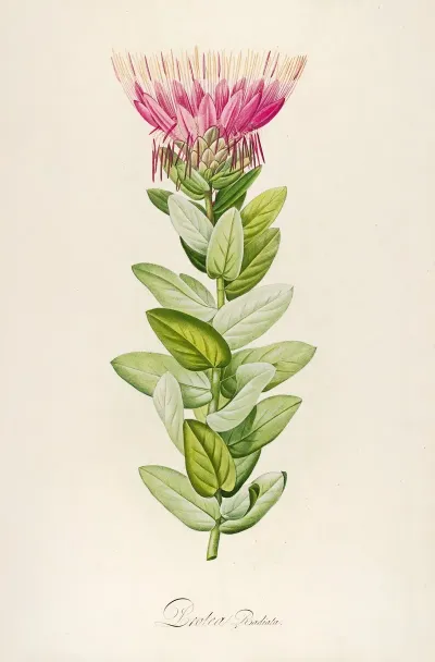 Description Des Plantes Rares Cultivees A Malmaison Et A Navarre Pl 59