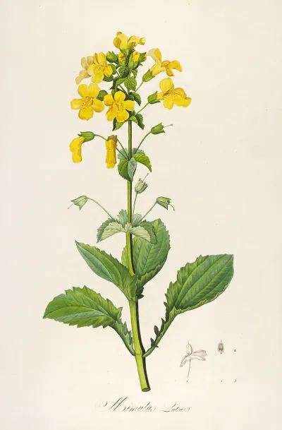 Description Des Plantes Rares Cultivees A Malmaison Et A Navarre Pl 60