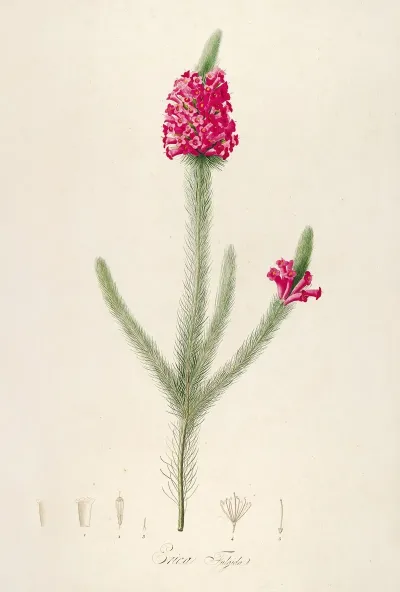 Description Des Plantes Rares Cultivees A Malmaison Et A Navarre Pl 61