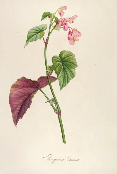 Description Des Plantes Rares Cultivees A Malmaison Et A Navarre Pl 63