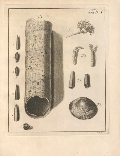 Descriptiones Tubulorum Marinorum Descriptions Of Marine Tubes Pl 01