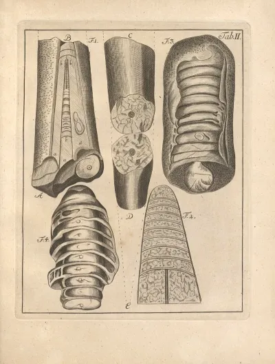 Descriptiones Tubulorum Marinorum Descriptions Of Marine Tubes Pl 02