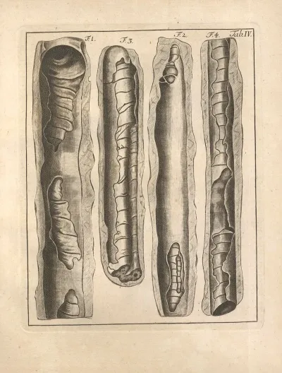 Descriptiones Tubulorum Marinorum Descriptions Of Marine Tubes Pl 03
