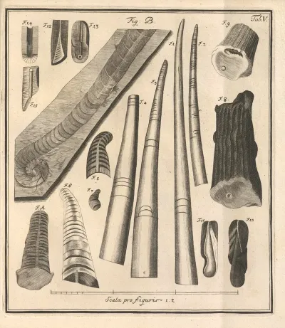 Descriptiones Tubulorum Marinorum Descriptions Of Marine Tubes Pl 04