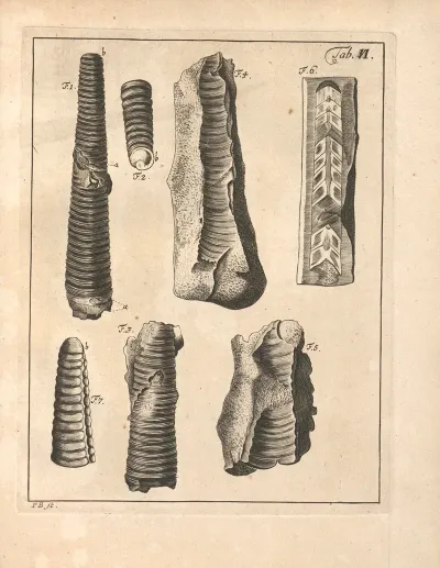 Descriptiones Tubulorum Marinorum Descriptions Of Marine Tubes Pl 05