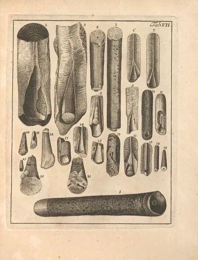 Descriptiones Tubulorum Marinorum Descriptions Of Marine Tubes Pl 06