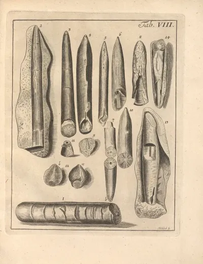 Descriptiones Tubulorum Marinorum Descriptions Of Marine Tubes Pl 07