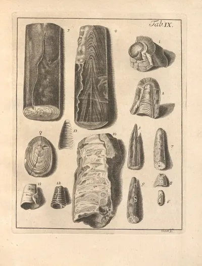 Descriptiones Tubulorum Marinorum Descriptions Of Marine Tubes Pl 08