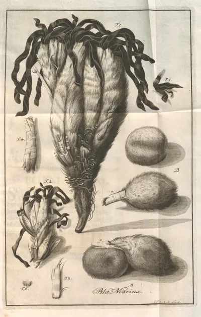 Descriptiones Tubulorum Marinorum Descriptions Of Marine Tubes Pl 09