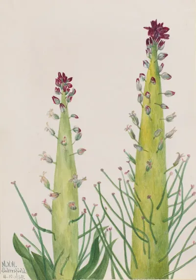 Desert Candle Caulanthus Inflatus