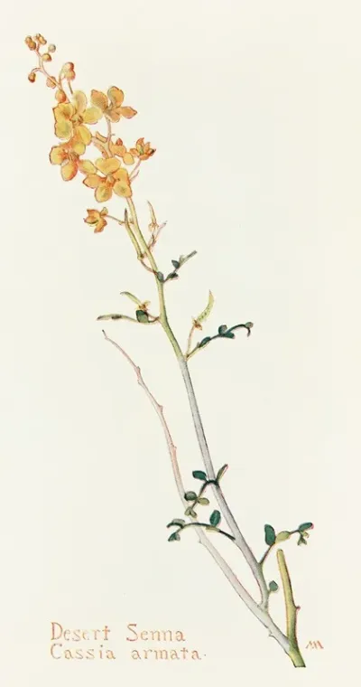 Desert Senna