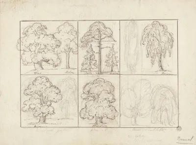 Designs For Boards With Drawings Of Tree Species And Tree Leaves On Both Sides