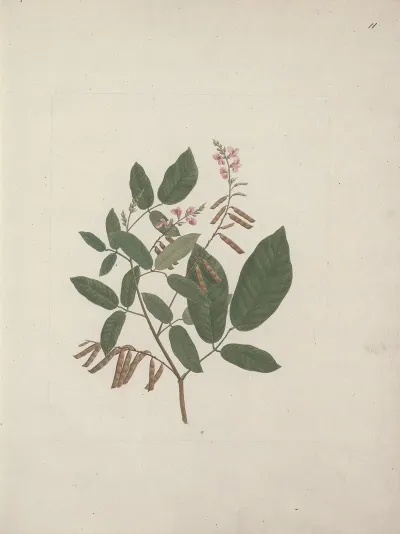 Desmodium Ticktrefoil