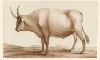 Dessin De Vache