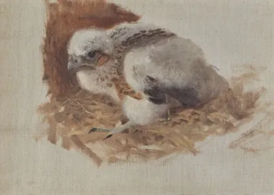 Detail Study Of A Peregrine Falcons Nest