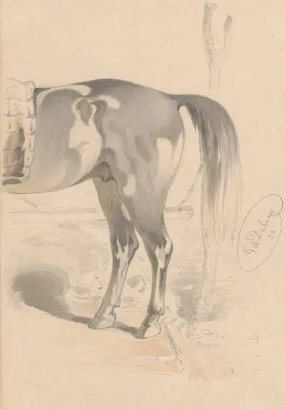 Detail Study Of The Back Of A Horse