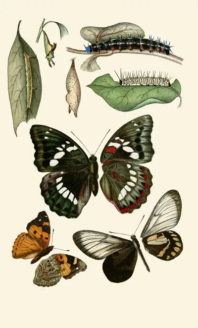 Deutsche Entomologische Zeitschrift Pl 1