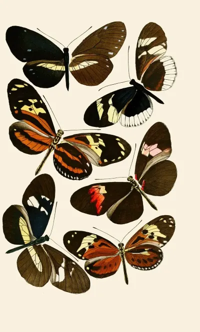 Deutsche Entomologische Zeitschrift Pl 5
