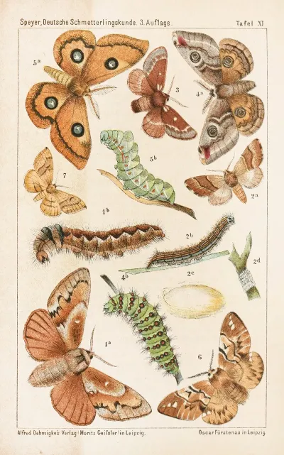 Deutsche Schmetterlingskunde Fur Anfanger Nebst Einer Anleitung Zum Sammeln Pl 10