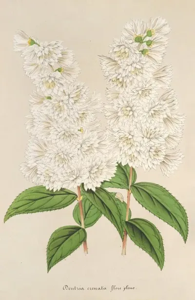 Deutzia Crenata Zucc Flore Pleno