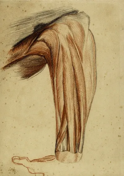 Deux Etudes Anatomiques Bras Ecorche