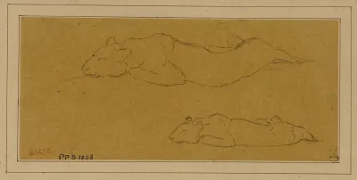 Deux Etudes De Panthere Allongee