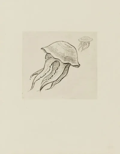 Deux Meduses Dessin Non Utilise