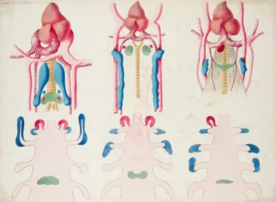 Development Of The Thymus And Thyroid Glands