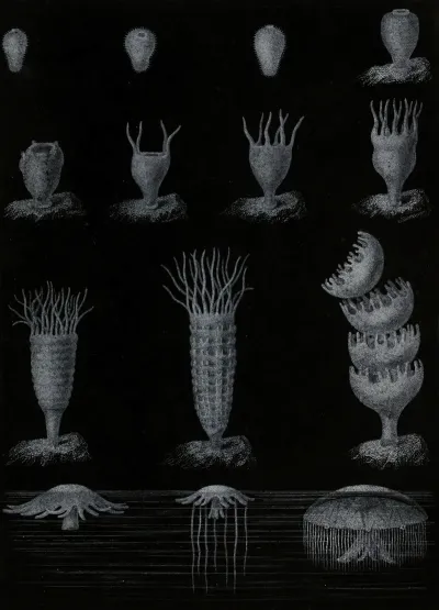 Developpement De La Meduse