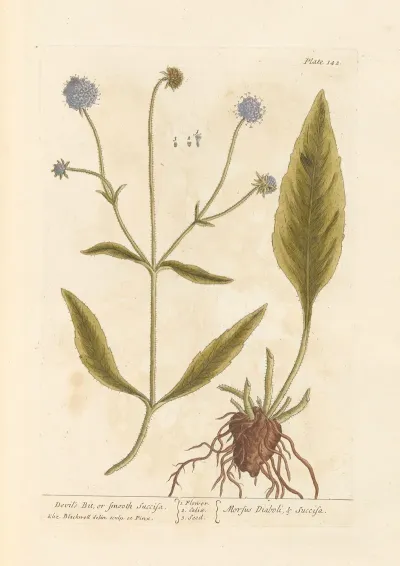 Devils Bit Or Smooth Succisa