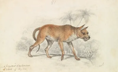 Dhole Of Ceylon