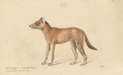 Dhole Of Sumatra