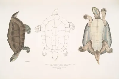 Dhongoka Terrapin Emys Dhongoka