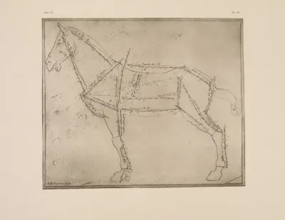 Diagram Of Horse With Lines Of Anatomy Marked