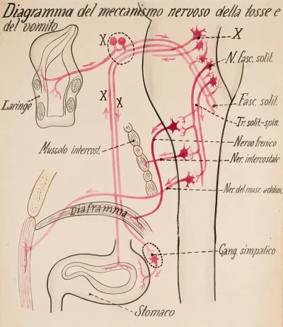 Diagram Of The Mechanism Of Cough And Vomiting