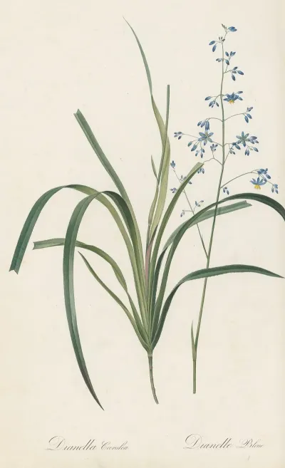 Dianella Caerulea