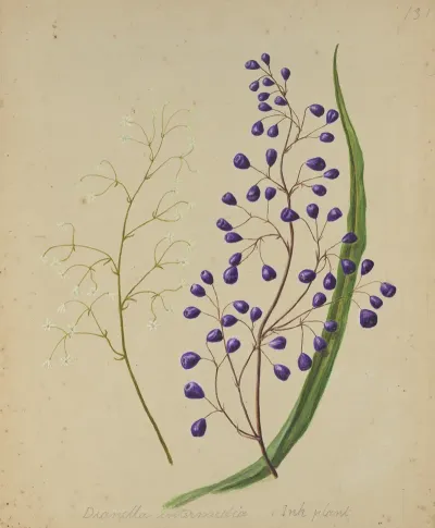 Dianella Intermedia Ink Plant