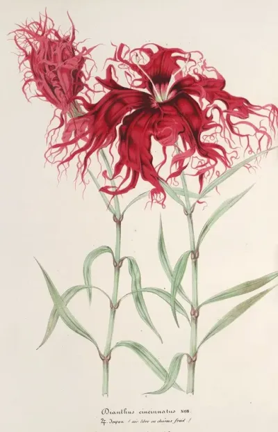 Dianthus Cincinnatus