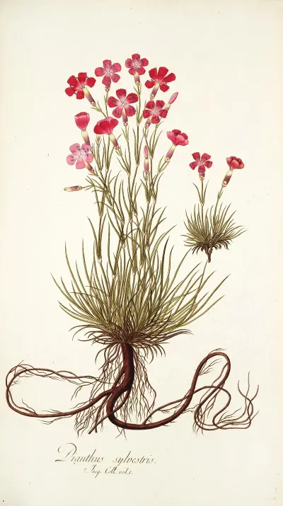 Dianthus Sylvestris