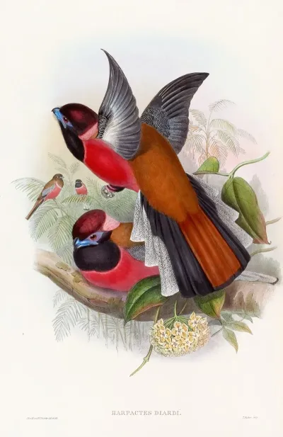 Diards Trogon