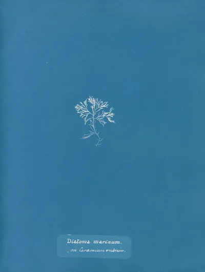 Diatoma Marinum On Ceramium Rubrum