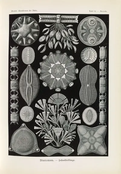 Diatomea Schachtellinge